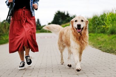 Dog's 'Toxic Trait' During Walks Has Internet in Stitches