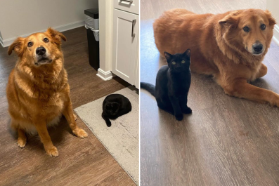 Evolution of Dog and Kitten's Friendship in Just 24 Hours Delights Internet