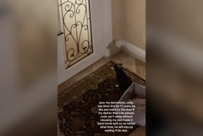 Tears at How 17-Year-Old Dog Waits Every Day by the Door for 'His Person'