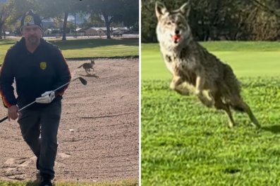 Man Tries To Play Golf With His Son, Wild Coyote Has Other Plans