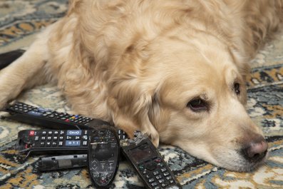 Owner Tries To Find Which Dog Destroyed RemoteâMight Have a Culprit