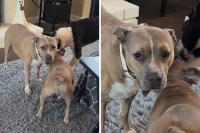 Exact Moment Dog Realizes She's the 'Third Wheel' Caught on Camera