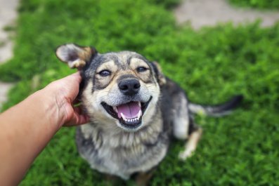 Woman Finds Stray Dog Hiding on Her Patio, Adopts Herâ'Meant To Be'