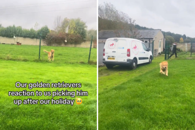 Golden Retriever's Heart-Melting Reaction to Owners' Return From Vacation