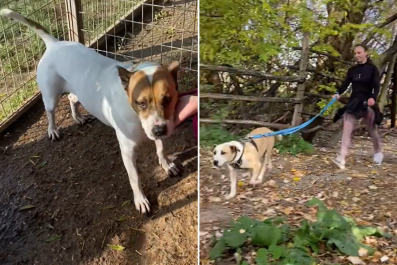 Tears As No One Shows for Dog Adoption Event, So Volunteers Step In