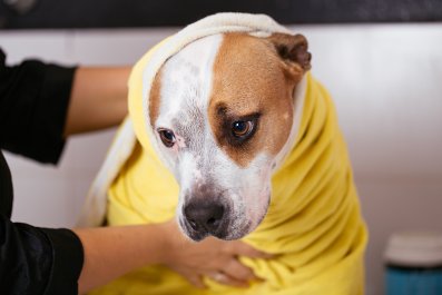 Hysterics Over Dog's Unimpressed Reaction to Bath Time: 'The Eye Roll'