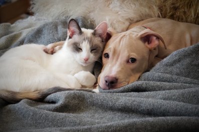 Hearts Melt as Cat and Dog Get 'Shy' After Being Caught Cuddling