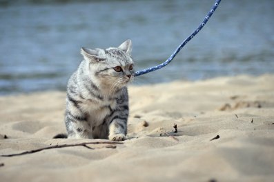 Laughter As Cat Visits Beach, Decides the Sand Isn't Good Enough for Her