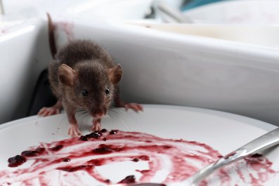 Woman Finds Baby Mouse in Grocery Store, What She Does Next Shocks Viewers