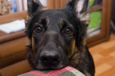 German Shepherd Forgets She's a 'Guarding Breed' in Hilarious Clip