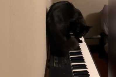 Woman Wakes to Strange Noise, Finds Cat 'Practicing for His Next Gig'