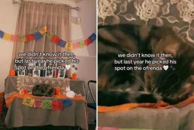 Tears as Woman Realizes Cat 'Picked His Spot' on Ofrenda Days Before Dying