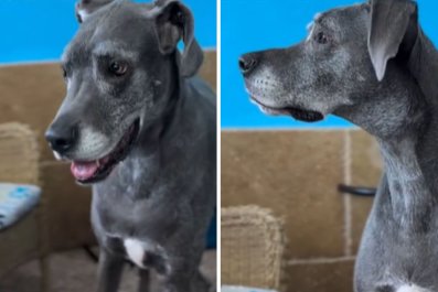 Surrendered Senior Dog Waits on Owner's Returnâ'What Heartbreak Looks Like'