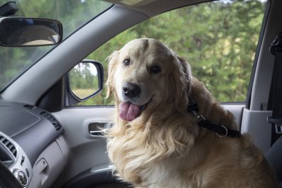 Golden Retriever Who Is a 'Passenger Princess' Has Internet in Stitches