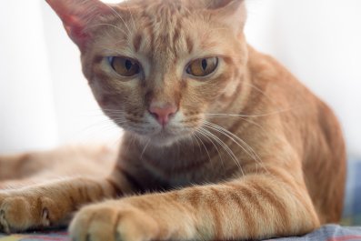 Hysterics As Cat Meets Guinea Pig for First Time: 'Broke His Brain'