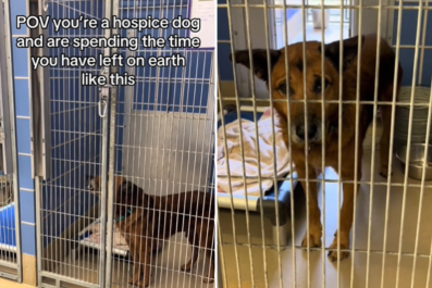 Listen to Heartbreaking Howl From Senior Dog Spending Final Days in Shelter