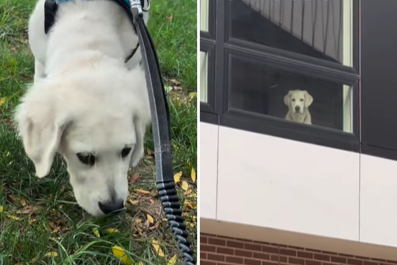 Dog's Face As Puppy Brother Brought Outside Without Him: "Betrayal"