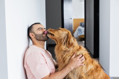 What Golden Retriever Does Every Time She Sees Owner's Boyfriend Delights