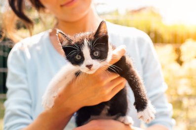 Kitten's Reaction Every Time New Owner Speaks to Him Melts Heartsâ'Healing'