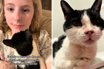 Cat Distribution System Delivers by Sending Woman Stray With Sweetest Quirk