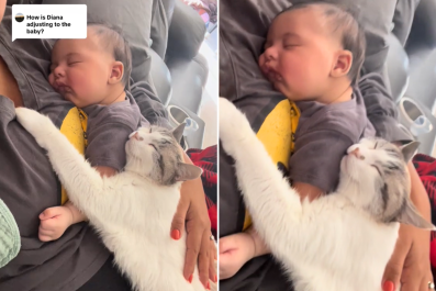 Internet Asks How Rescue Cat Is Adjusting to NewbornâGets Unexpected Answer