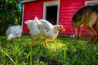 Hysterics As Dog Brings 'Flock of Chickens' and Rooster to His Farm