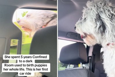 Watch as Puppy Mill Survivor Tastes 'Freedom' on First Car Ride