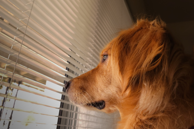 Dog Reacts to Being Disturbed While on Neighborhood Watch Dutiesâ'I'm Busy'