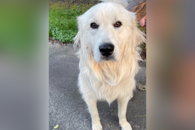 Did You Lose Family Pet in Hurricane Helene? Hunt To Reunite Dog and Owner