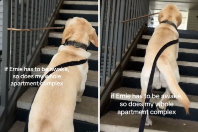 Dog Living in Apartment Complex Has Foolproof Method of Waking Everyone Up