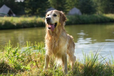 Hysterics at Golden Retriever's Reaction to Water: 'Immediate Hearing Loss'