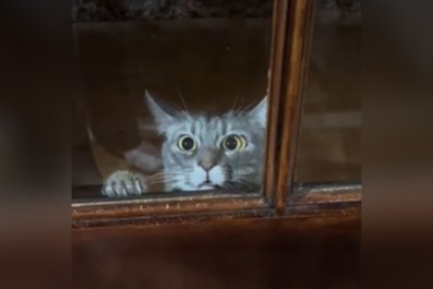 Indoor Cat Escapes, Quickly Realizes She's Not Made for Outdoors: 'Regret'