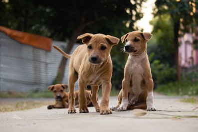 Tears at What Golden Retriever Does for New 'Scared' Stray Sibling