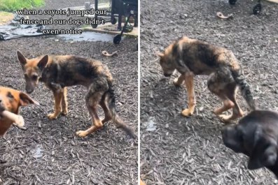 Foster Dog Was So Malnourished Owners First Thought He Was a Coyote