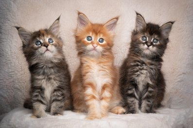 Kittens Who 'Freshen Up' After Lunch Melt Hearts