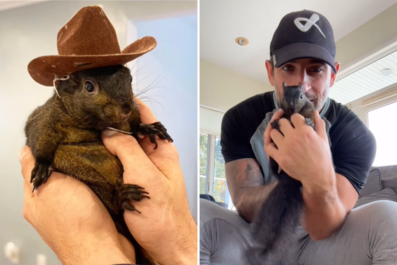 Squirrel of Viral Fame Seized by Authoritiesâ'Internet, You Won'