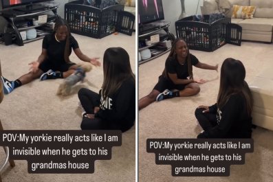 Hysterics Over How Yorkie Treats Owner Every Time He Visits Grandma's House