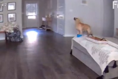 Tears as Pet Cam Captures Dog's 'Howl of Utter Sadness' When Left Alone