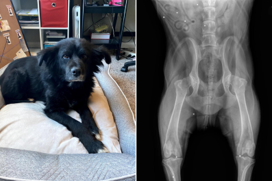 Man Adopts Dog, Four Years Later X-ray Reveals Disturbing Discovery