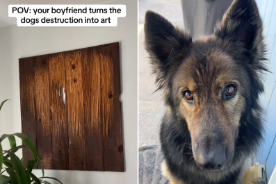 Proud Dog Dad Turns German Shepherd's Destruction Into Art: 'The Vision'