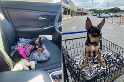 Dog Realizing He Can't Take Sibling Anywhere Wins Pet of the Week