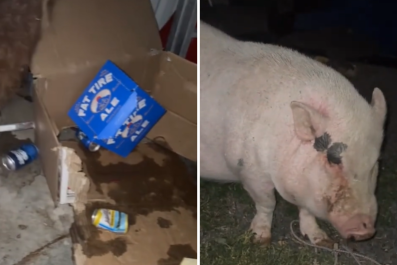 Pet Pig Breaks Into Garage, Gets 'So Drunk' on Owner's Beer