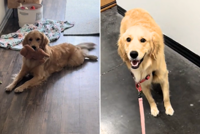 Dog Walker Starts New Job, Gets the Most Golden Retriever Welcome