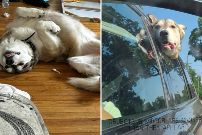 Wolfdog 'Deserves the Chance' at a Home After Six Months in Shelter