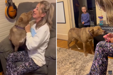 Watch Dog's Reunion With Owner After Being 'Lost in the Wild' for Months