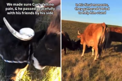 Rescued Cows Say Last Goodbye to Sick Friend in Heartbreaking Clip