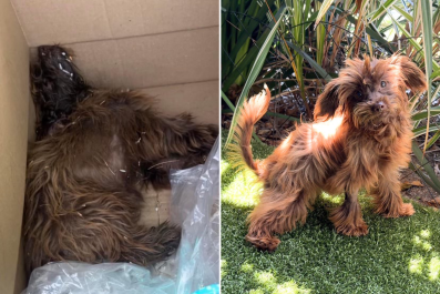 Disabled Dog Covered in Maggots and Dumped in Box To Die Finds Forever Home