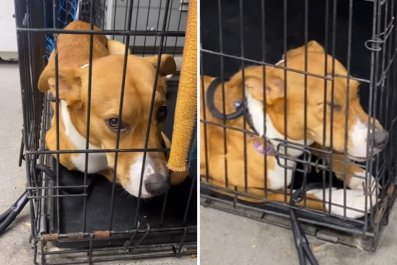 Heartbroken Puppy Repeatedly Returned to Shelter After Failed Adoptions