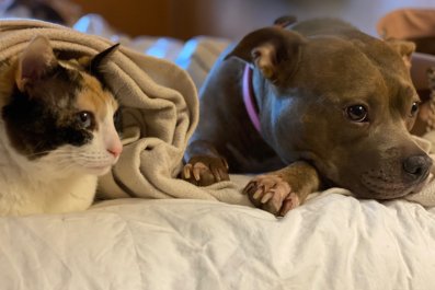 Woman Rescues Kitten for Her Dog, Now They're Soulmates