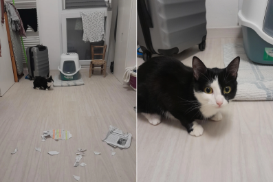 Student Rescues Cat and Spends $30 on Toys, She Eats His Homework Instead